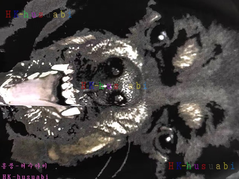 NEW ����� �Ż� ���� ����Ƽ GV170621-18